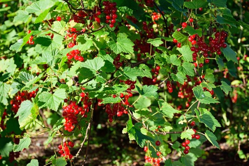 Porzeczki trzeba posadzić głębiej, niż rosły do tej pory, aby dobrze owocowały.