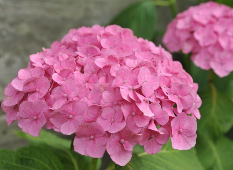 Nawożenie skorupkami jaj powoduje, że hortensja staje się różowa.