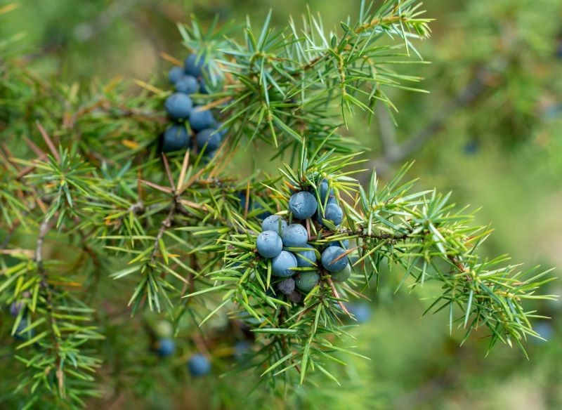 Szyszkojagody jałowca pospolitego mają dobroczynne właściwości.