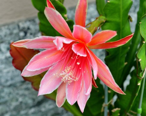 Epifilum (Epiphyllum)