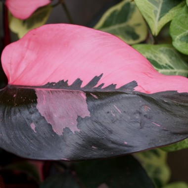 Filodendron "Pink Princess"
Fot. 123.RF