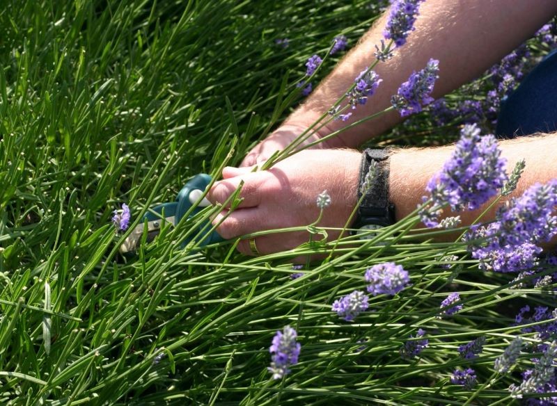 Na sadzonki pędowe przeznacz zdrowe i silne łodygi.