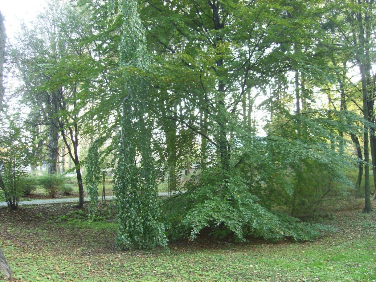 Pozostałe, ALEJAMI  PRZEZ  PARK  MIEJSKI