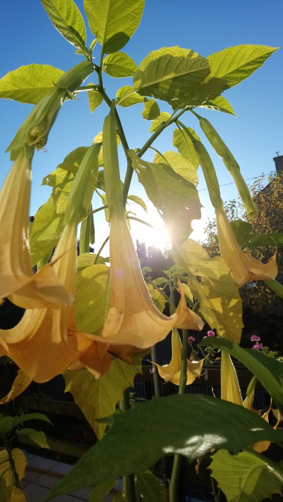 Rośliny, Wrześniowe fotki.................... - ...............i datura.................pachnąca..............