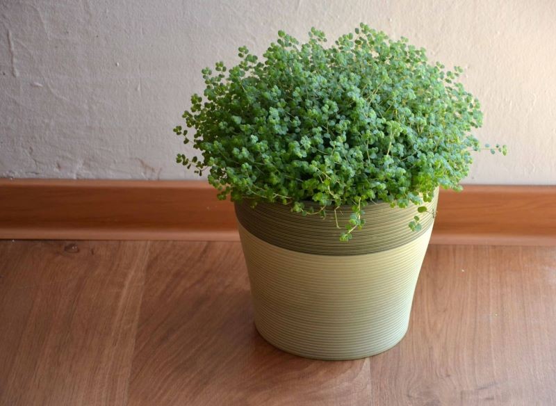 Soleirolia rozesłana nie powinna stać w słońcu.