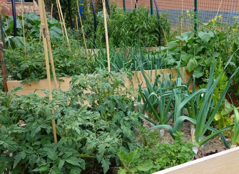 uprawa współrzędna