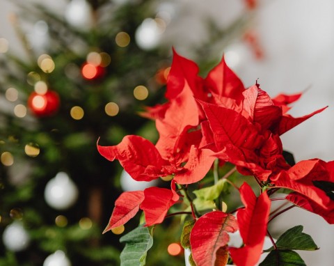 QUIZ To najbardziej świąteczne rośliny doniczkowe. Rozpoznasz wszystkie?