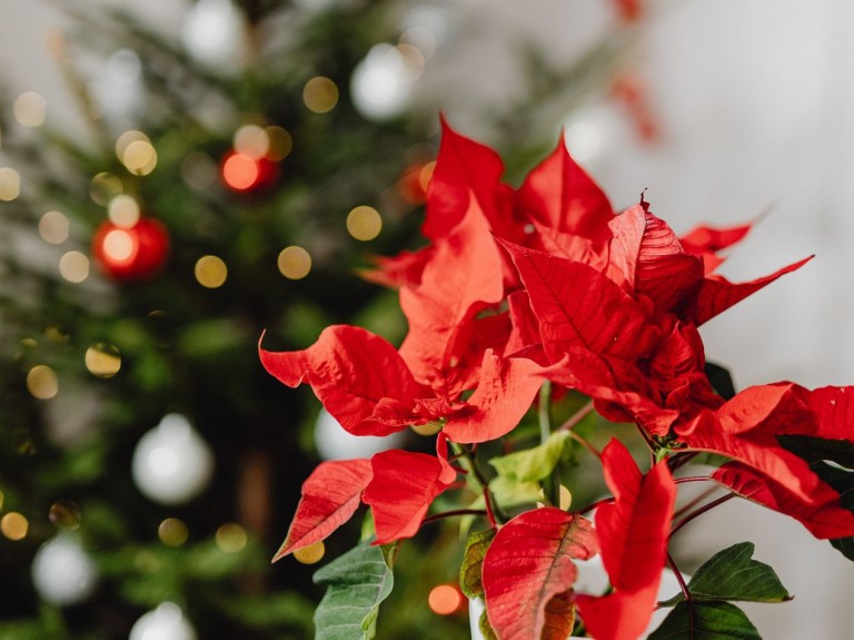 QUIZ To najbardziej świąteczne rośliny doniczkowe. Rozpoznasz wszystkie?