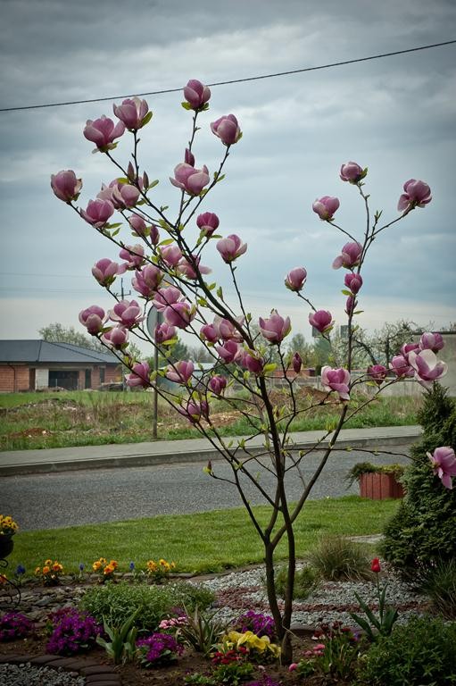 Pozostałe, Zeszłoroczna wiosna. - Magnolia.