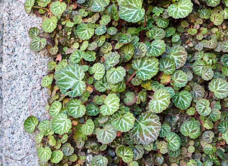 Skalnicę rozłogową możemy wykorzystać jako roślinę okrywową.