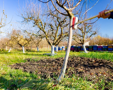Owiń pnie drzew owocowych przed zimą. Przyszłoroczne plony będą większe niż myślisz