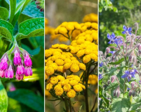 10 roślin, z których możesz zrobić gnojówkę do ogrodu