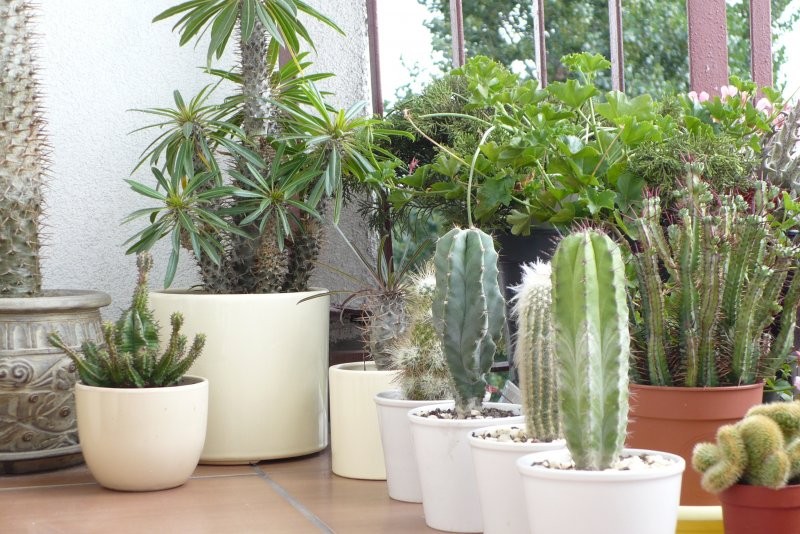 Rośliny, kaktusy