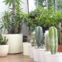 Rośliny, kaktusy