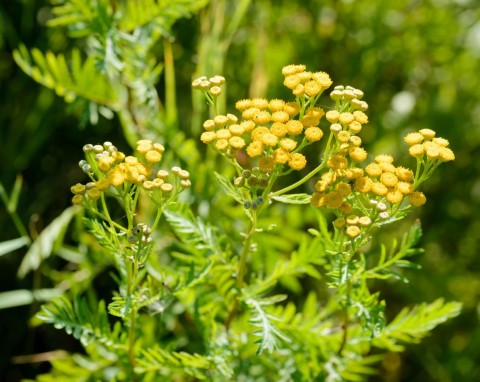 Wrotycz pospolity (Tanacetum vulgare)