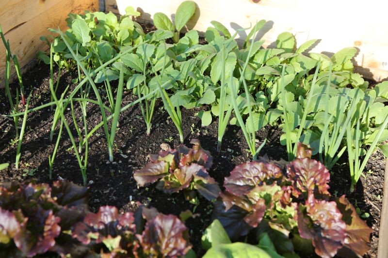 Użyźnienie gleby i ograniczenie wzrostu chwastów to niejedyne korzyści płynące z siewu nawozów zielonych.