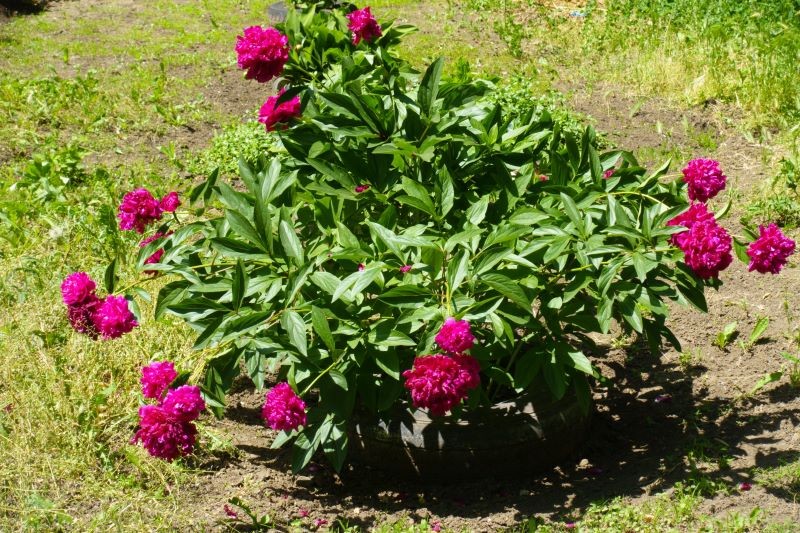 Piwonie powinny być nawożone dwa razy w roku.