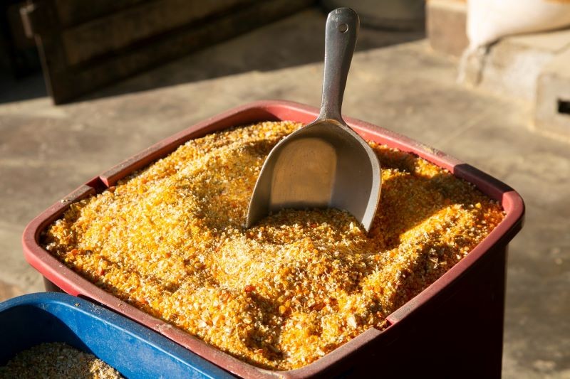 Kasza kukurydziana może uchronić róże przed czarną plamistością.