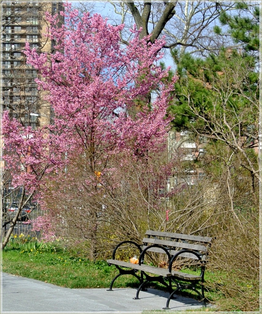 Rośliny, Biegiem po Ogrodzie Botanicznym..