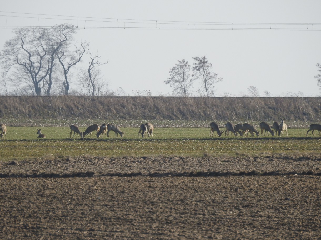 Leśne klimaty, PRZEBUDZENIE...