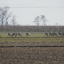 Leśne klimaty, PRZEBUDZENIE...