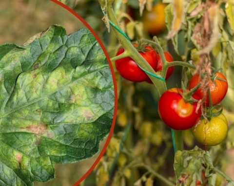 Najskuteczniejsze sposoby na choroby pomidorów. Rozpoznanie i zapobieganie