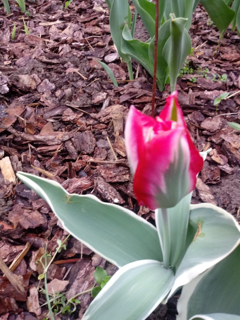 Rośliny, Majowe kwiatki - Tulipan Viridiflora