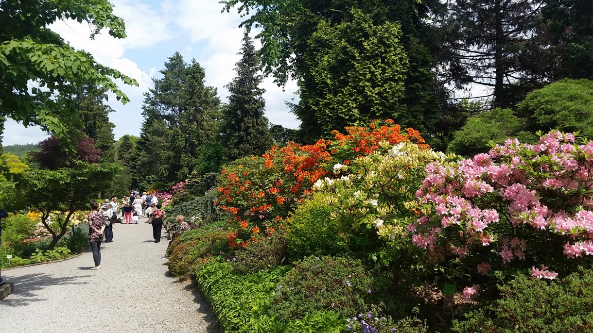 Pozostałe, Zakwitly rozaneczniki i azalie w arboretum