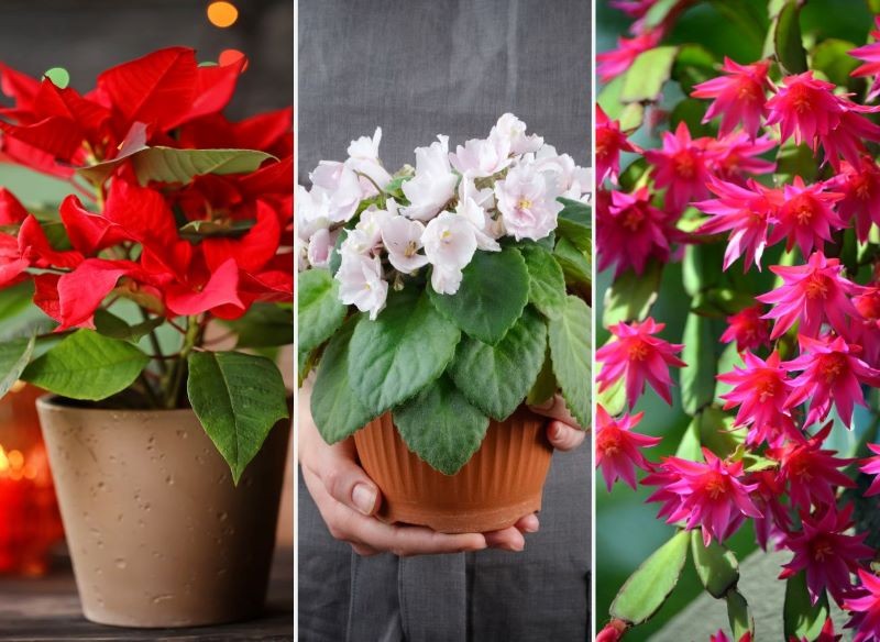 Gwiazda betlejemska, fiołek afrykański i grudnik potrzebują nawozu, aby pięknie kwitnąć.