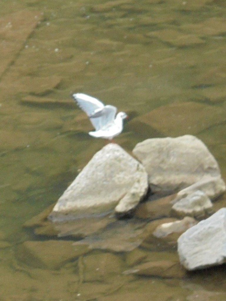 Pozostałe, FLORA i FAUNA  SZCZAWNICKA  - II część