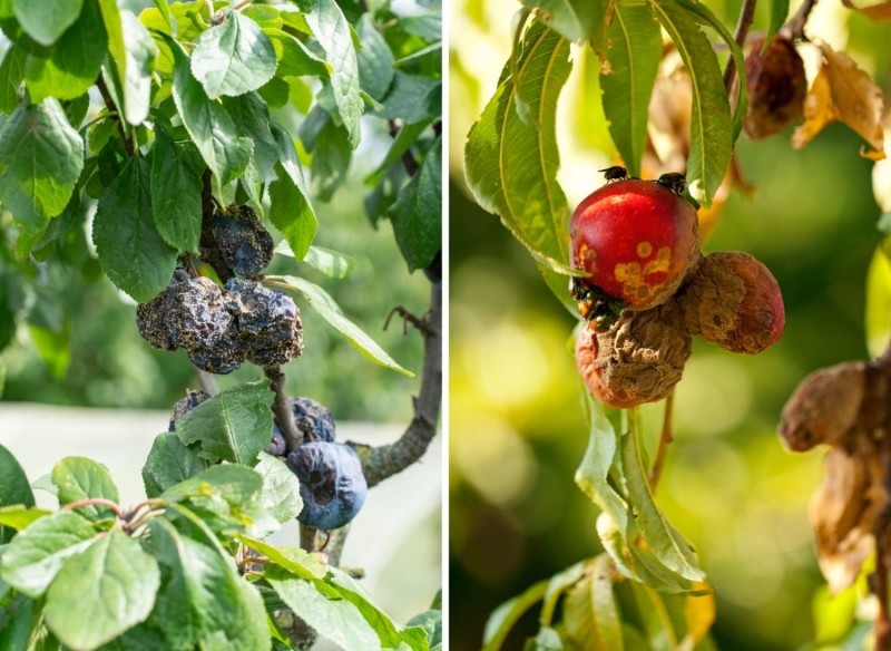 brunatna zgnilizna drzew owocowych
