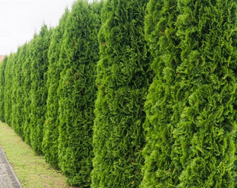 Kiedy zabrać się za przycinanie tui po zimie? Urosną dokładnie tak, jak to planujesz