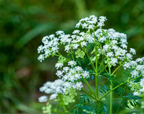 Kozłek lekarski (Valeriana officinalis)