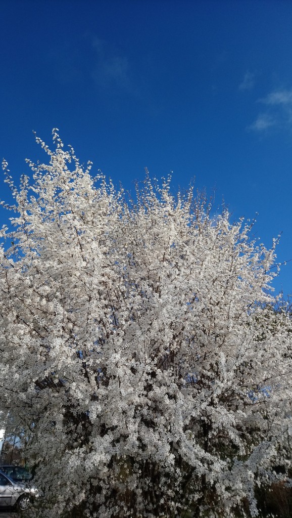 Rośliny, Czas na magnolie.....................