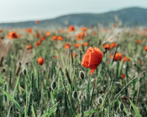 Mak polny (Papaver rhoeas)