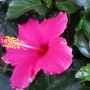 Rośliny, Jesienna galeria ...............z bombkami..... - ...................i kwiat hibiskusa..............