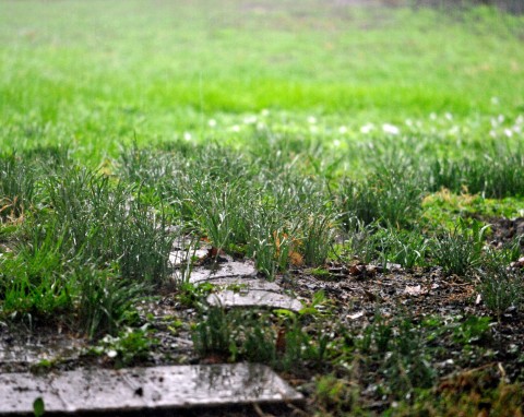 Znów zalało trawnik i rabaty? Sprawdź, jak chronić ogród przed tonięciem w wodzie deszczowej