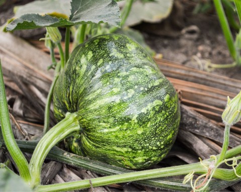 Dynia figolistna (Cucurbita ficifolia)