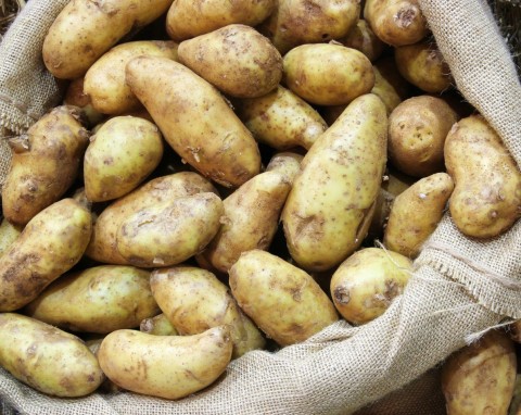 Połóż przy ziemniakach, działa jak strażnik. Bulwy są twarde aż do wiosny, nie psuja się