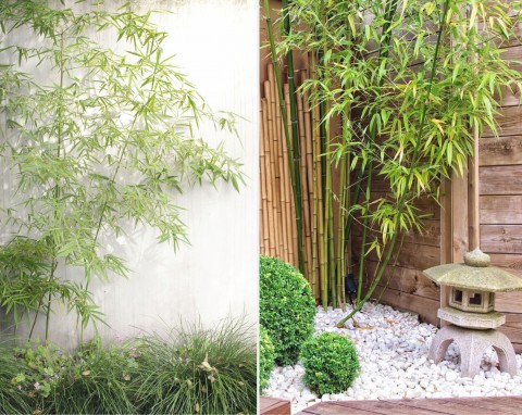 Ciekawe odmiany i uprawa bambusa w ogrodzie. Czy żywopłot z bambusa to dobry pomysł?