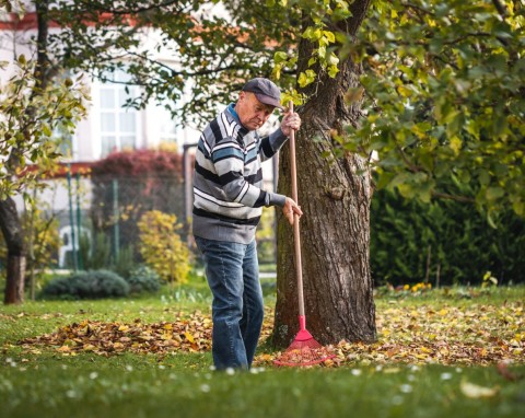 Najlepsze wykorzystanie liści z ogrodu. Sprawdź mało znane sposoby, już więcej ich nie wyrzucisz