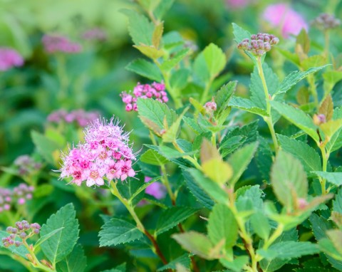 Tawuła japońska (Spiraea japonica)