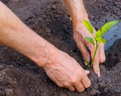 Nawożenie papryki na dobre plonowanie. Wypróbuj naturalne, domowe dokarmiacze