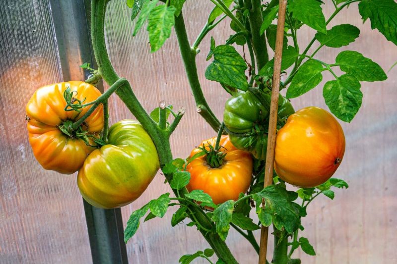 Mączka kostna dostarczy pomidorom ważnego dla nich fosforu.