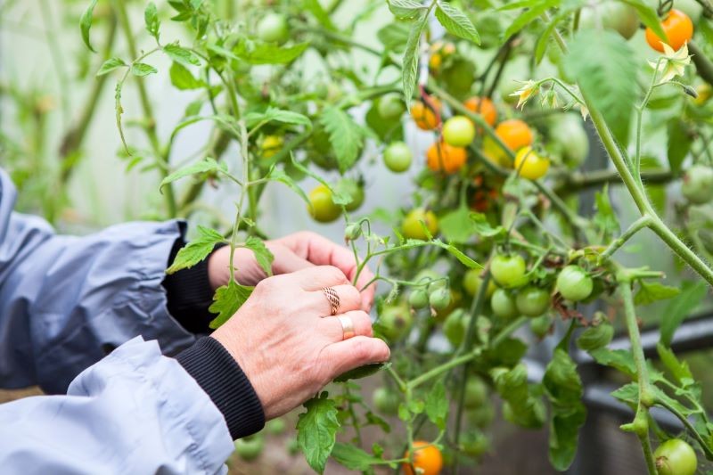 Cięcie pomidorów latem ma ogromny wpływ na wielkość zbiorów.