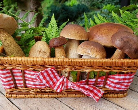 Dywan kapeluszy w ogrodzie. Jak uprawiać pieczarki, boczniaki i grzyby shiitake?