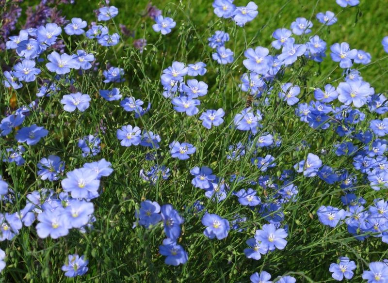 Urzekające kępy lnu pasują do każdego ogrodu.