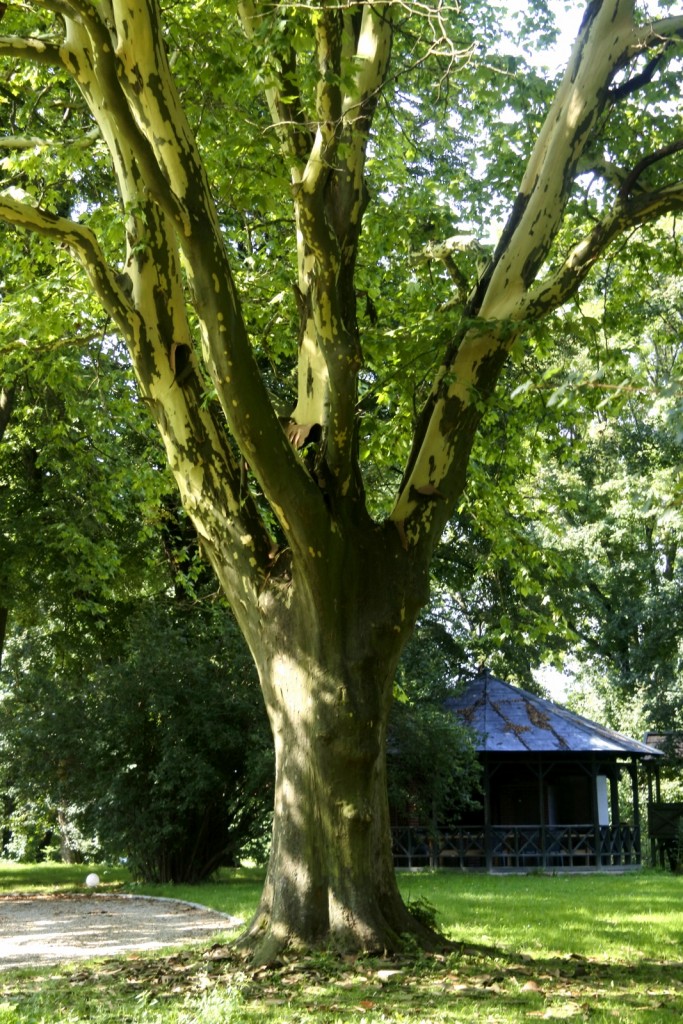 Leśne klimaty, Szybki wypad za miasto..