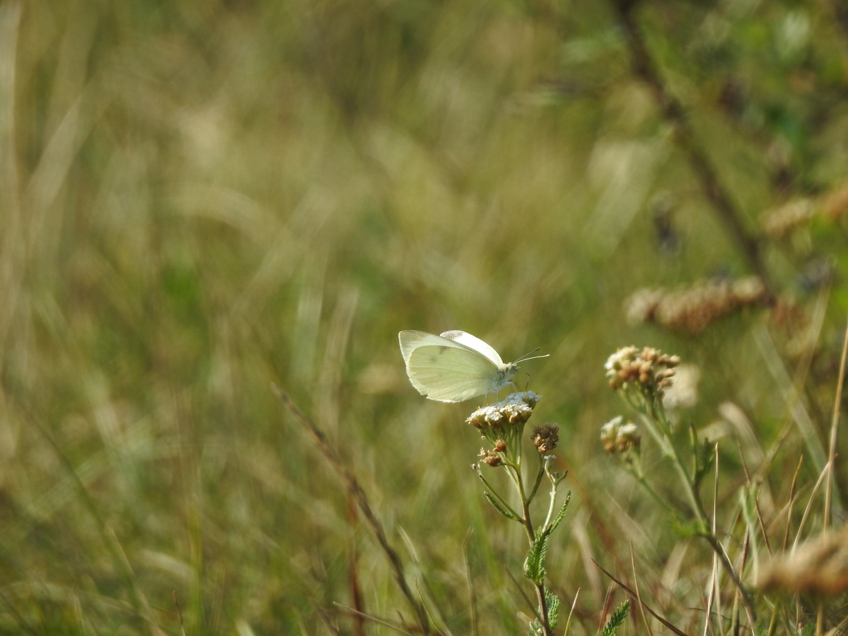 Leśne klimaty, ŚNIADANIE NA LEŚNEJ POLANIE