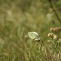 Leśne klimaty, ŚNIADANIE NA LEŚNEJ POLANIE